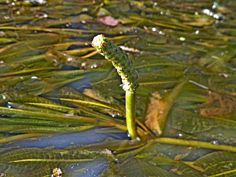 Image of Potamogeton lucens specimen.