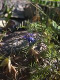 Vicia grossheimii. Верхушки побегов с соцветием и зрелыми соплодиями. Кабардино-Балкария, Зольский р-н, долина Джилы-Су. 27.07.2012.