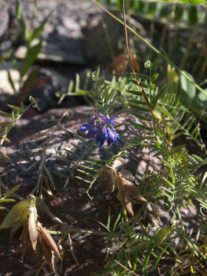 Image of Vicia grossheimii specimen.