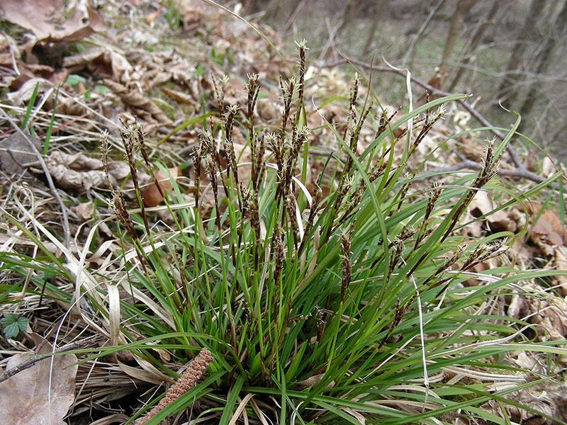 Image of Carex digitata specimen.