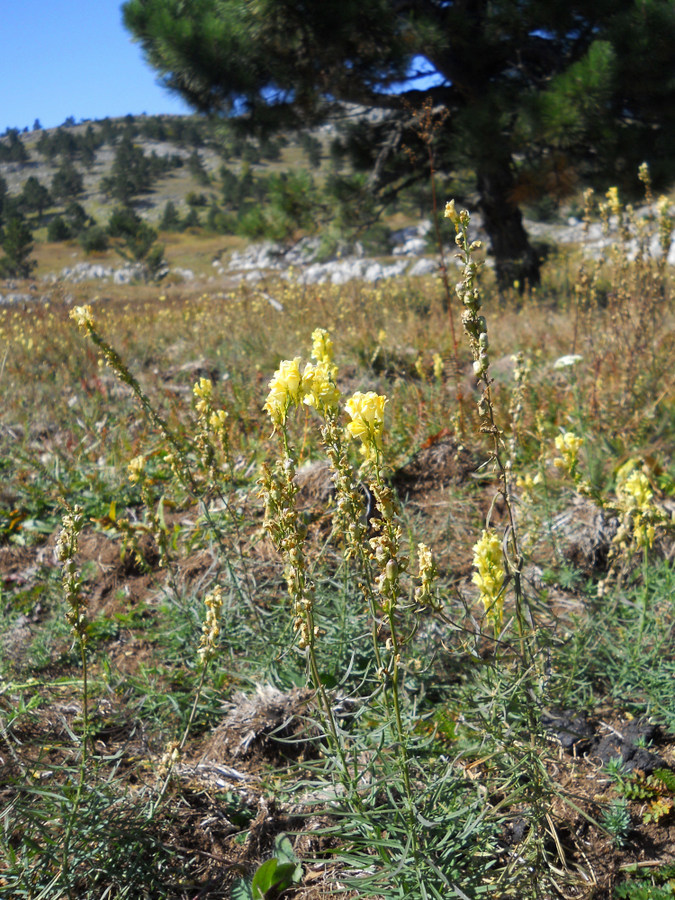 Image of Linaria ruthenica specimen.