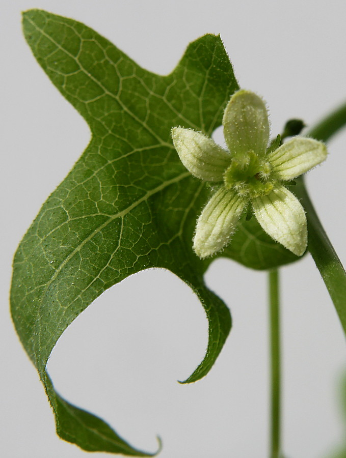 Изображение особи Bryonia dioica.