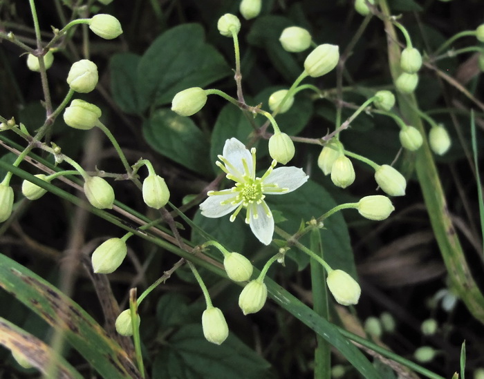 Изображение особи род Clematis.