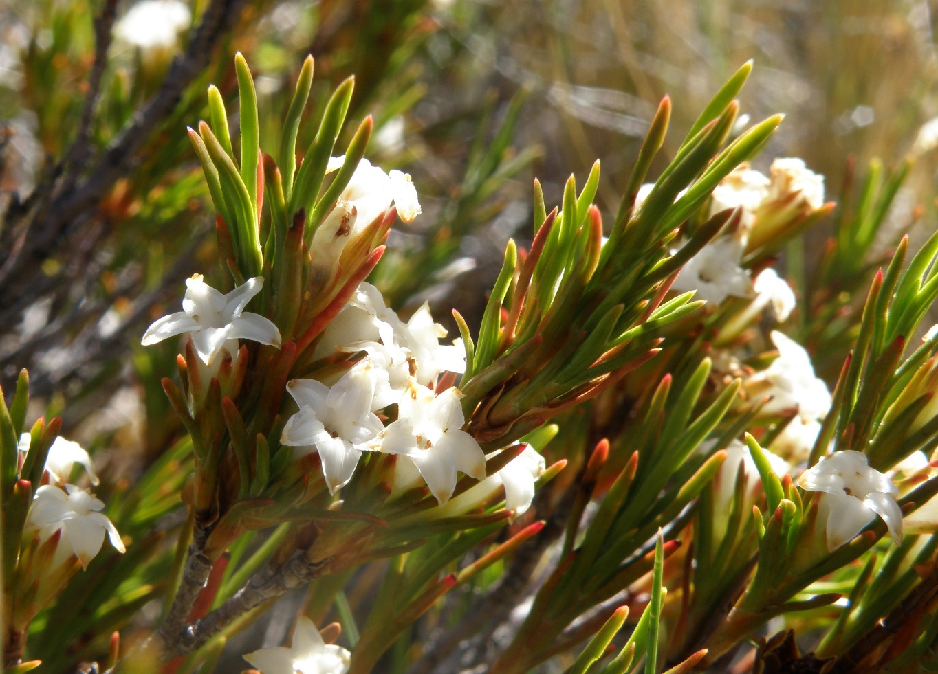 Изображение особи Dracophyllum palustre.