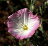 Convolvulus pilosellifolius. Цветок. Туркменистан, Мервский оазис, окраина хлопкового поля. Июнь 2012 г.