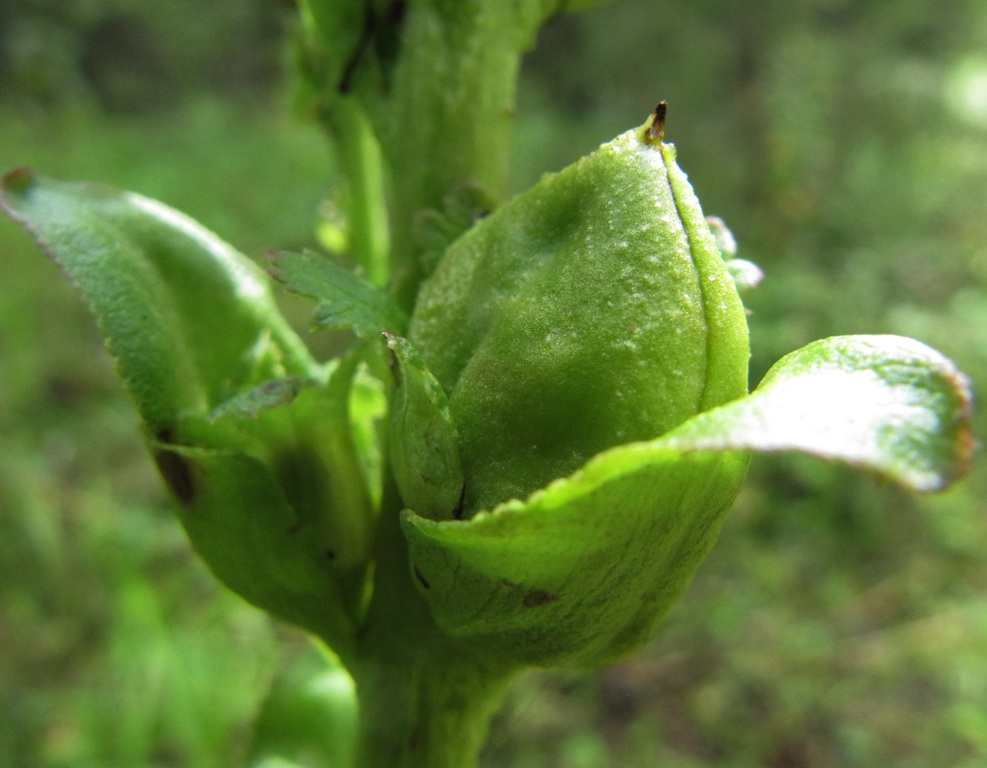 Изображение особи Pedicularis sceptrum-carolinum.