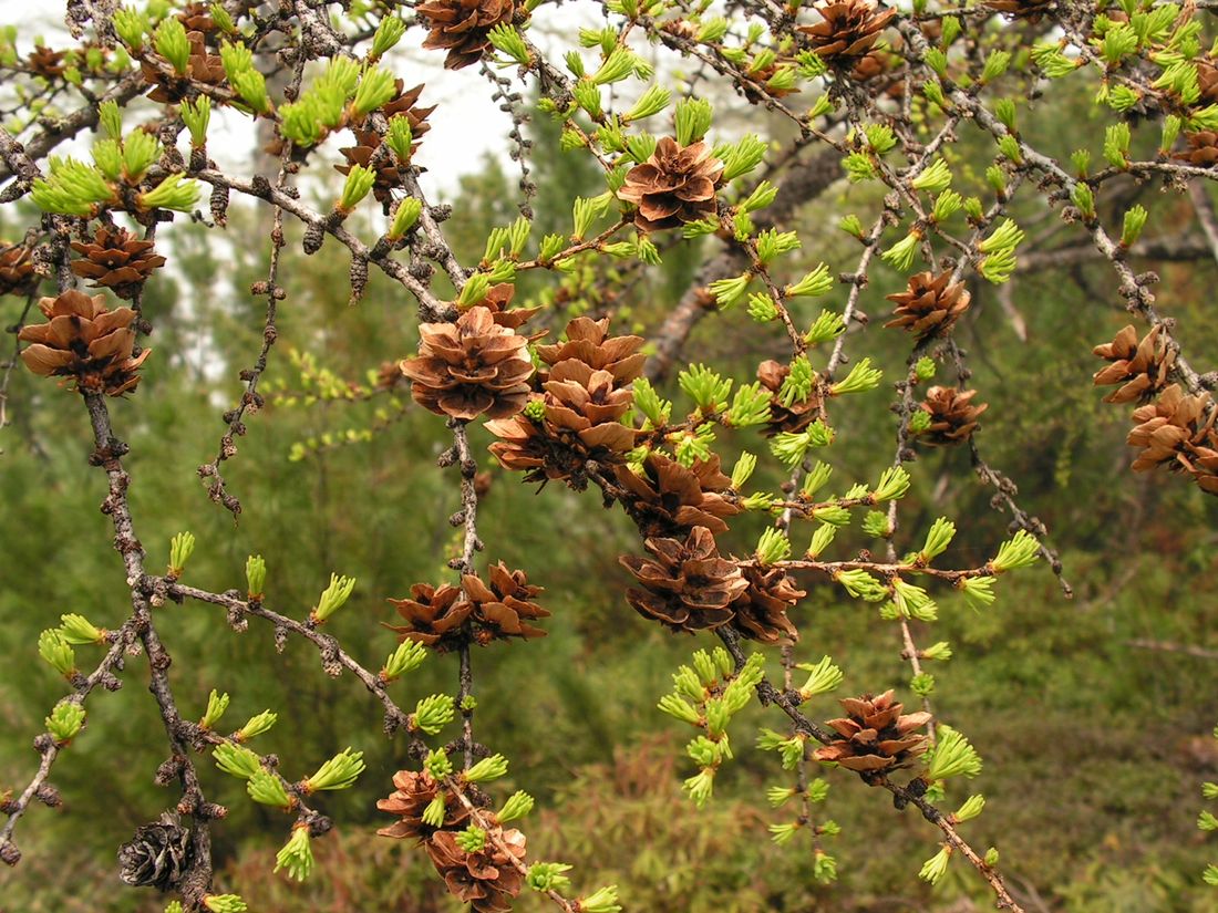 Image of Larix cajanderi specimen.