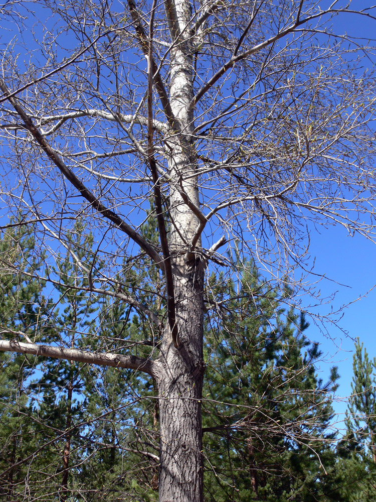 Осина без листьев. Populus × sibirica – Тополь Сибирский. Осина ствол. Ствол тополя без листьев.