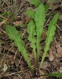 genus Taraxacum
