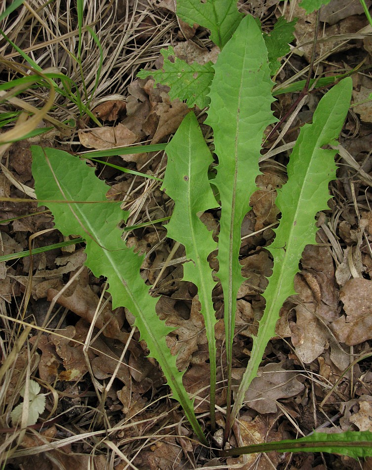 Изображение особи род Taraxacum.