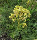 Patrinia intermedia