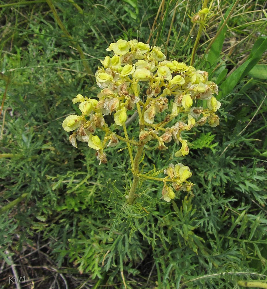 Image of Patrinia intermedia specimen.