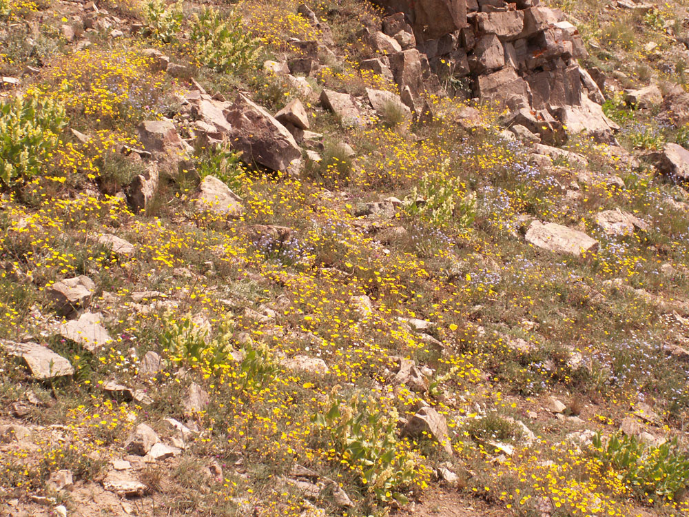 Image of Potentilla pamiroalaica specimen.