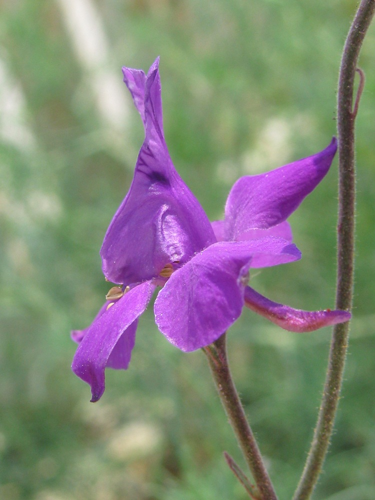 Изображение особи Delphinium ajacis.