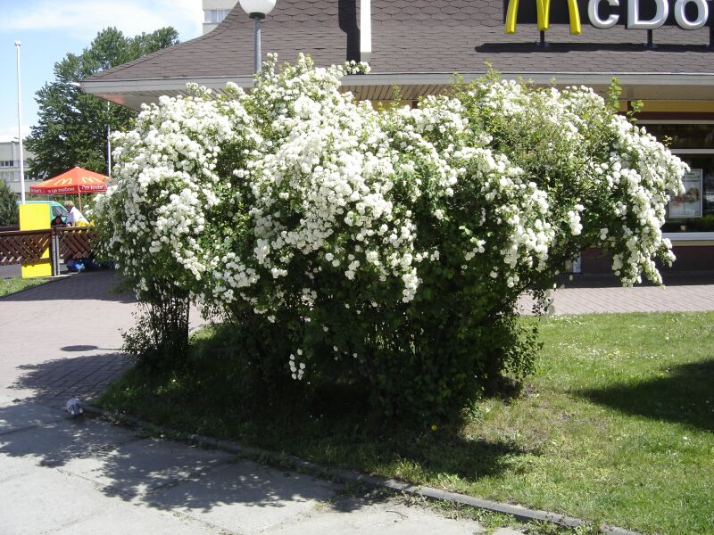 Image of Spiraea &times; vanhouttei specimen.