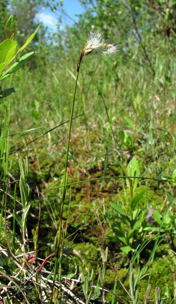 Image of Eriophorum gracile specimen.