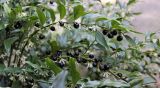Sarcococca hookeriana var. digyna