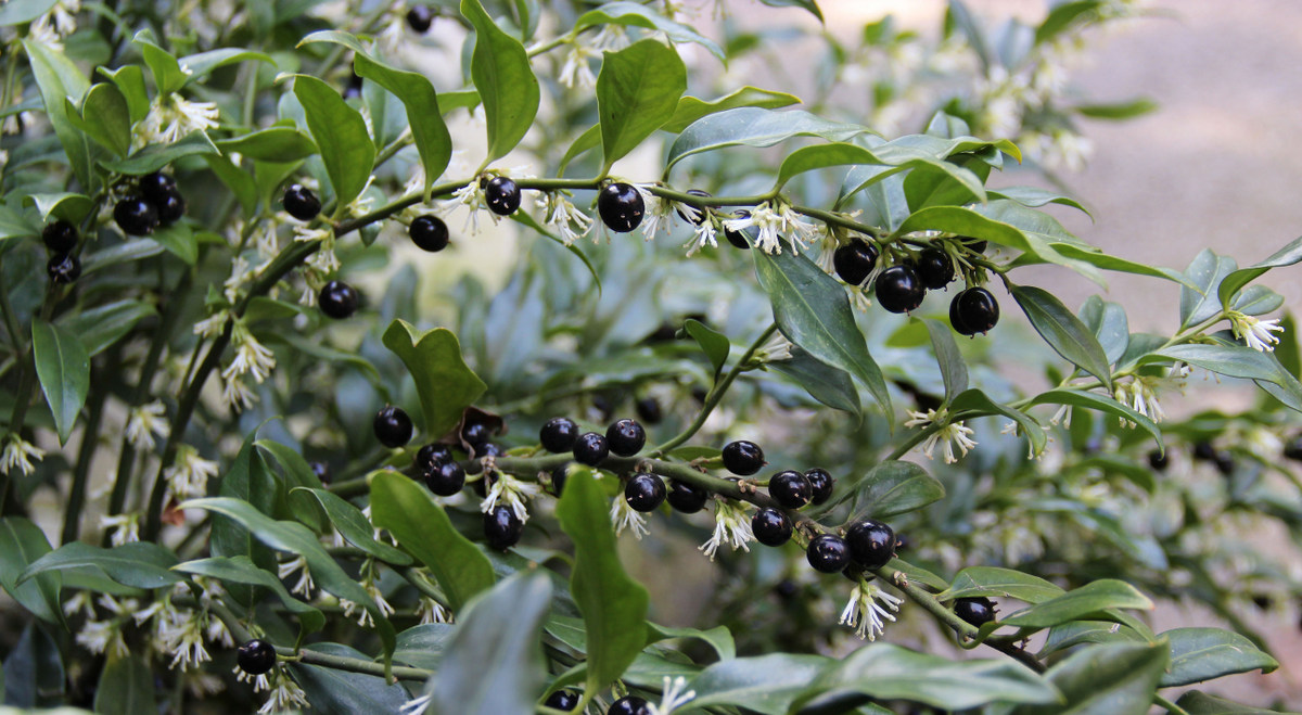 Изображение особи Sarcococca hookeriana var. digyna.