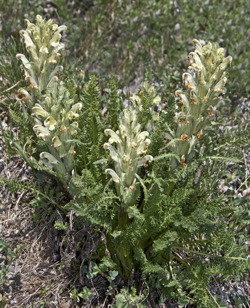 Image of Pedicularis lasiostachys specimen.