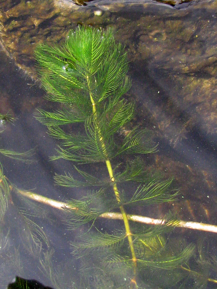 Изображение особи Myriophyllum spicatum.