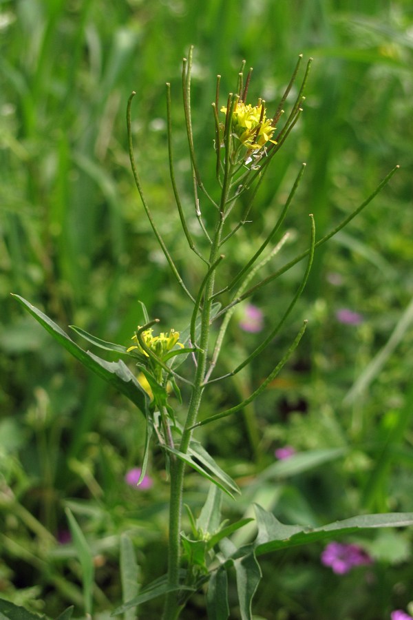 Image of Sisymbrium irio specimen.