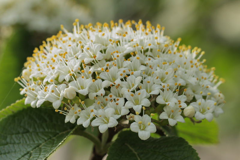 Изображение особи Viburnum lantana.