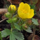 Potentilla fragarioides. Верхушка расцветающего растения. Приморский край, Шкотовский р-н, окр. пос. Подъяпольск. 02.05.2013.