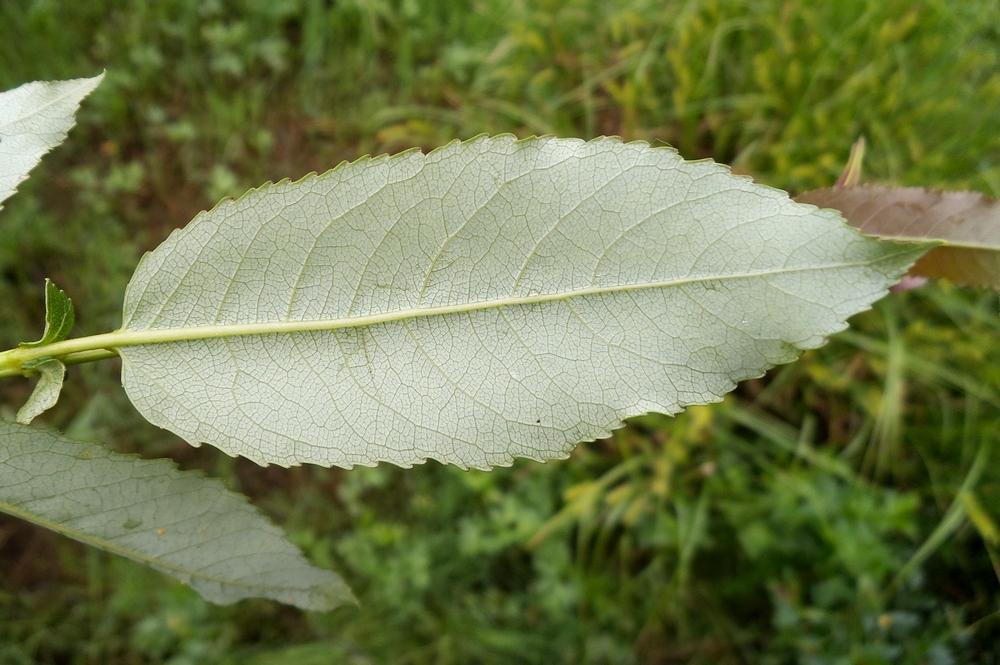 Изображение особи Salix &times; schumanniana.