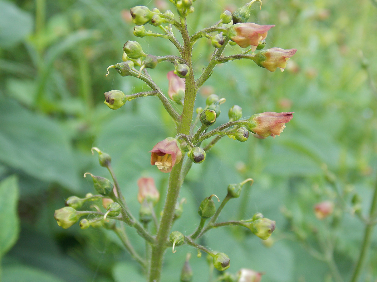 Изображение особи Scrophularia nodosa.