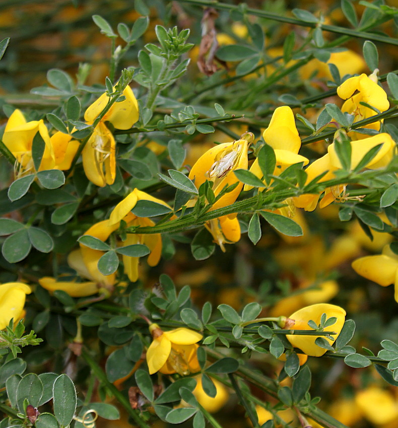 Image of Sarothamnus scoparius specimen.