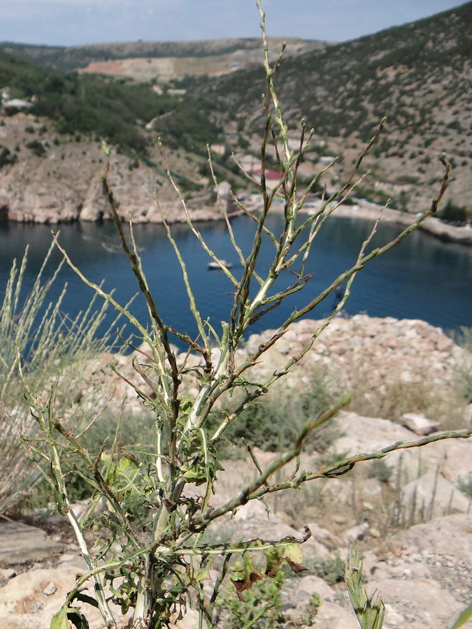 Image of Scariola viminea specimen.