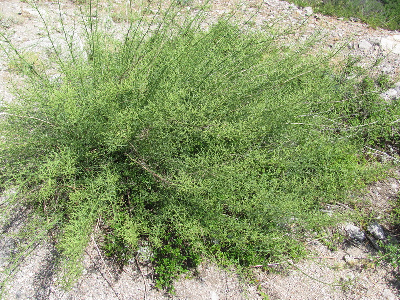 Image of Scrophularia bicolor specimen.