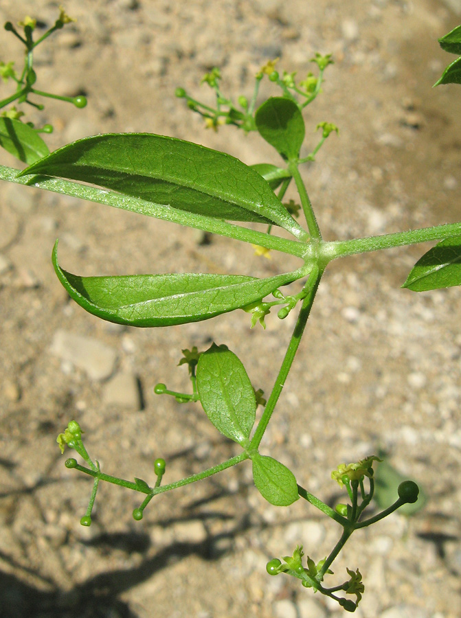 Image of Rubia tinctorum specimen.
