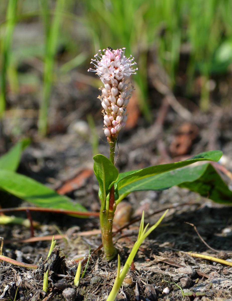 Image of Persicaria amphibia specimen.