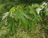 Acer saccharinum