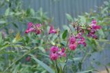 Impatiens glandulifera