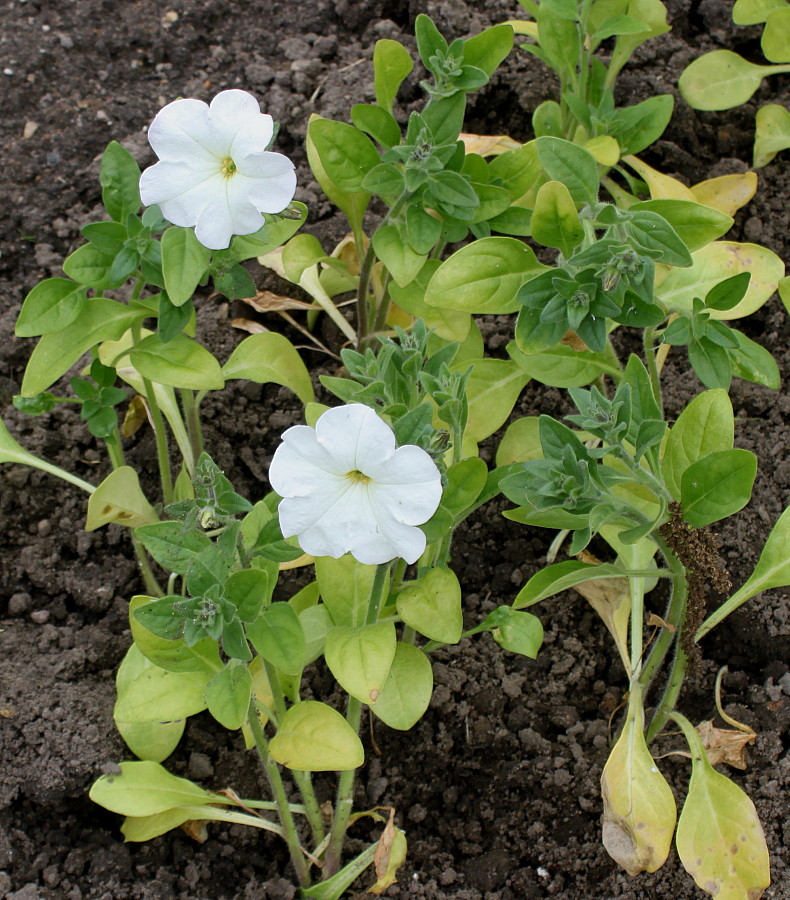 Изображение особи Petunia axillaris.