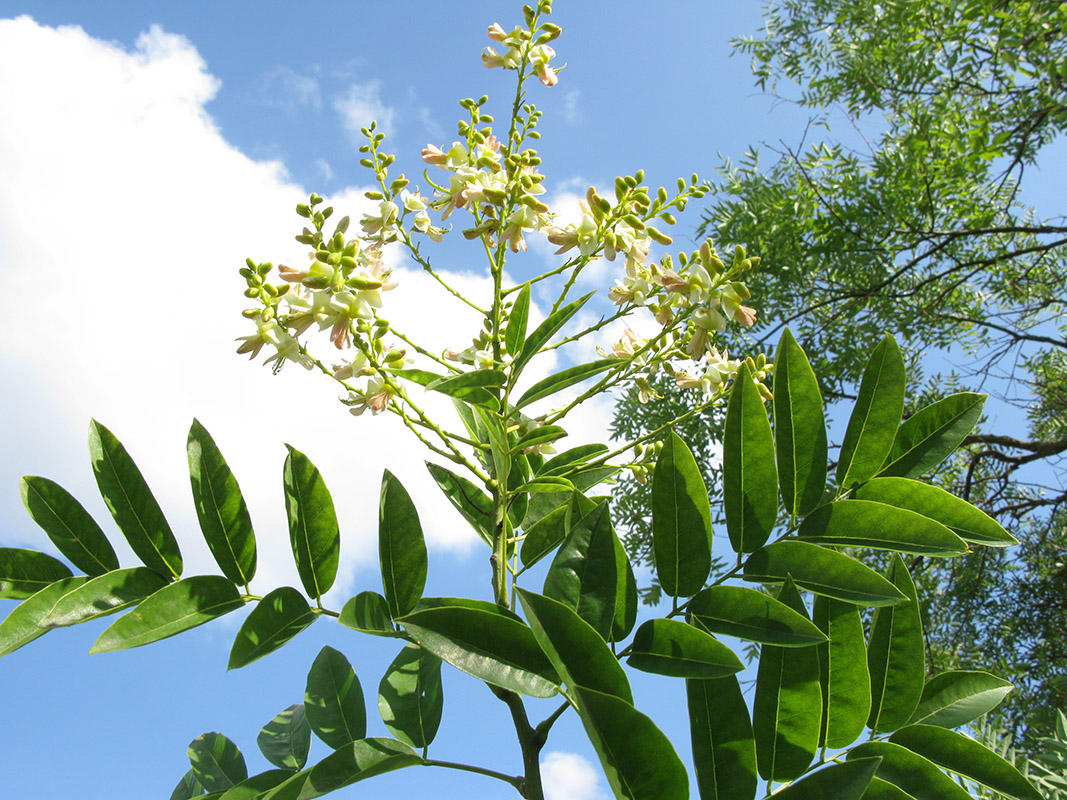 Изображение особи Styphnolobium japonicum.