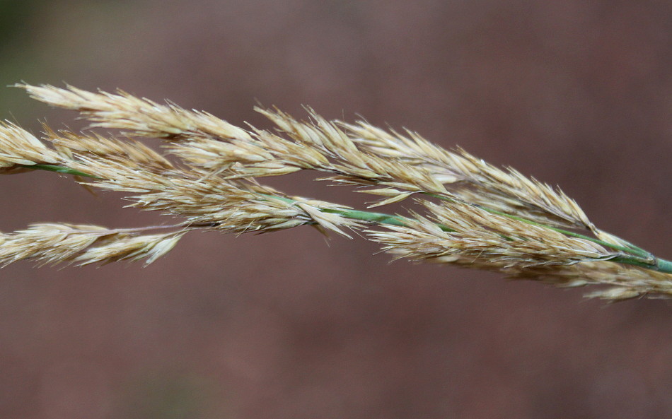 Изображение особи Calamagrostis × acutiflora.