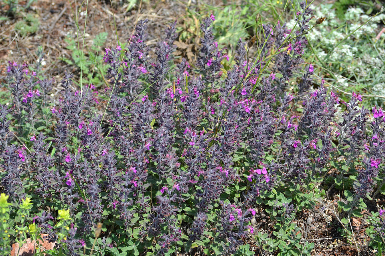 Изображение особи Teucrium chamaedrys.