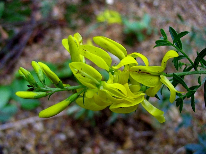 Image of Genista tinctoria specimen.