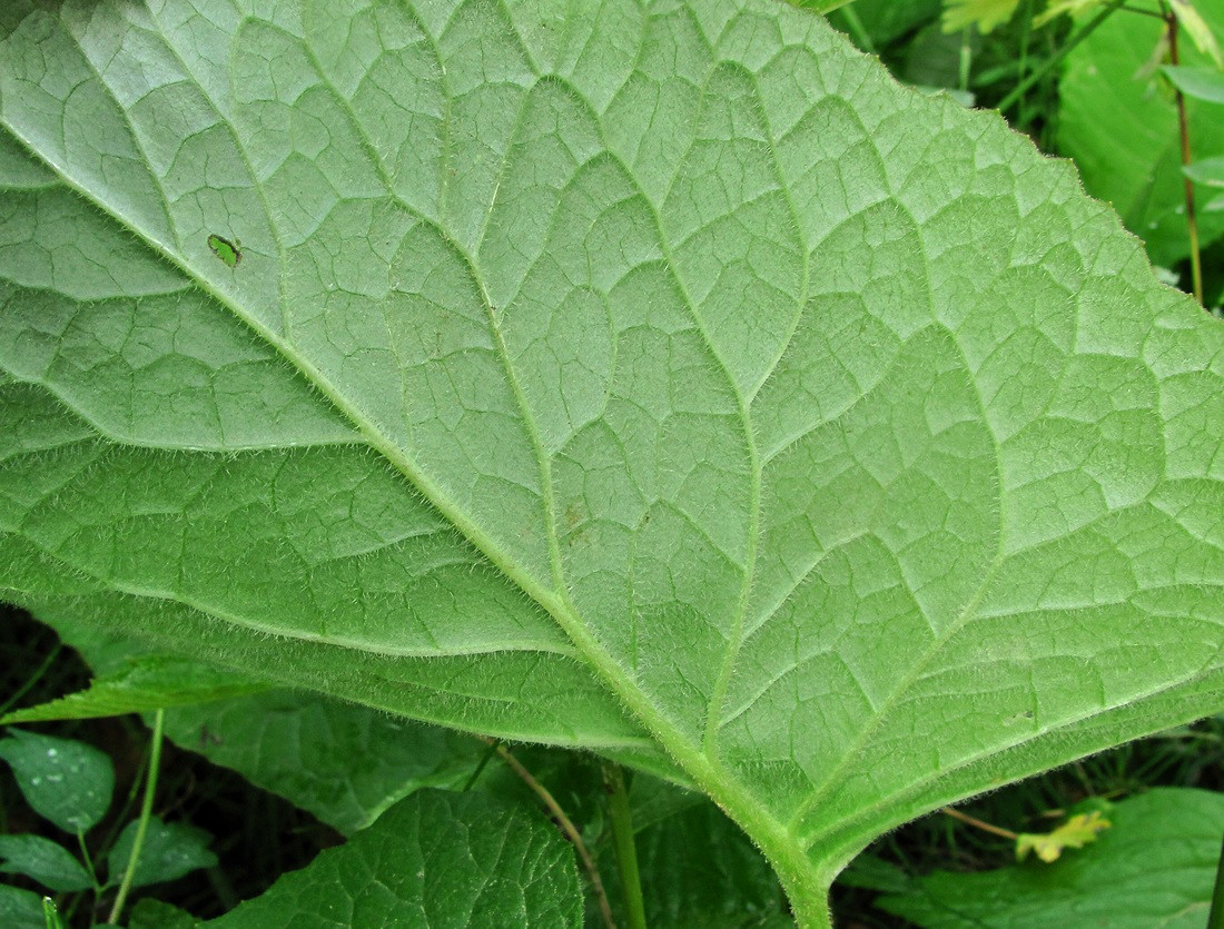 Image of Ligularia sibirica specimen.