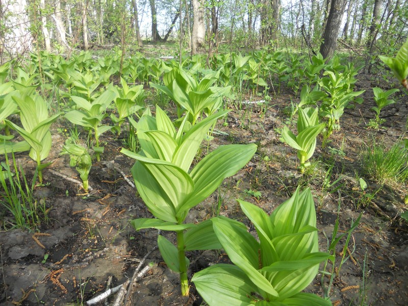 Image of Veratrum lobelianum specimen.