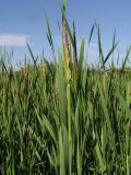 Typha &times; glauca