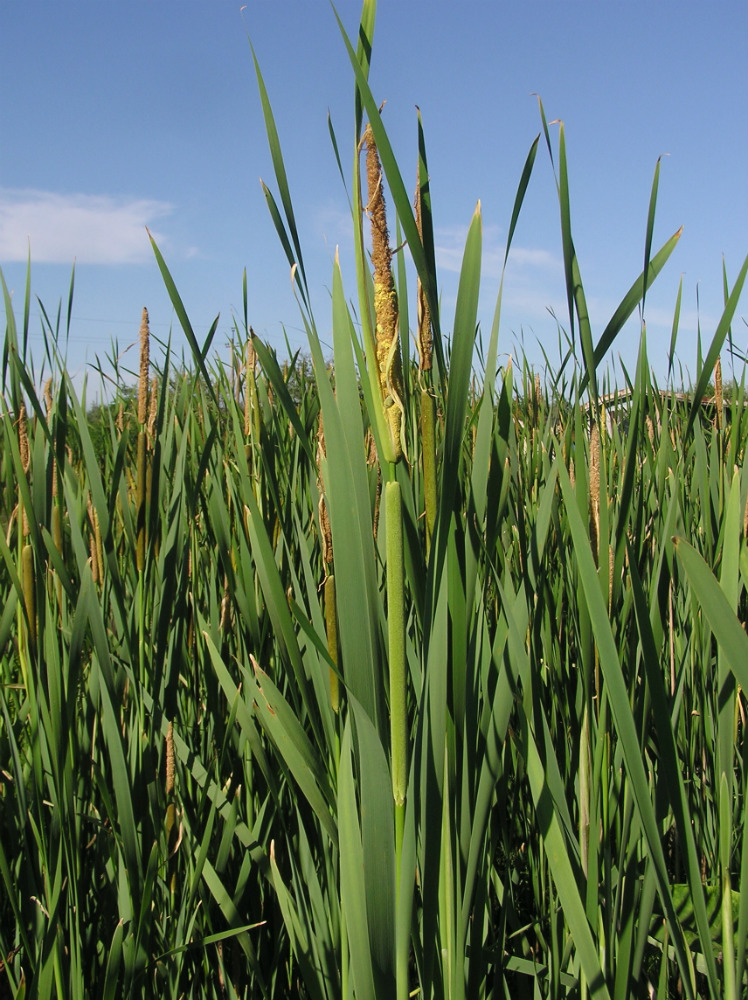 Image of Typha × glauca specimen.