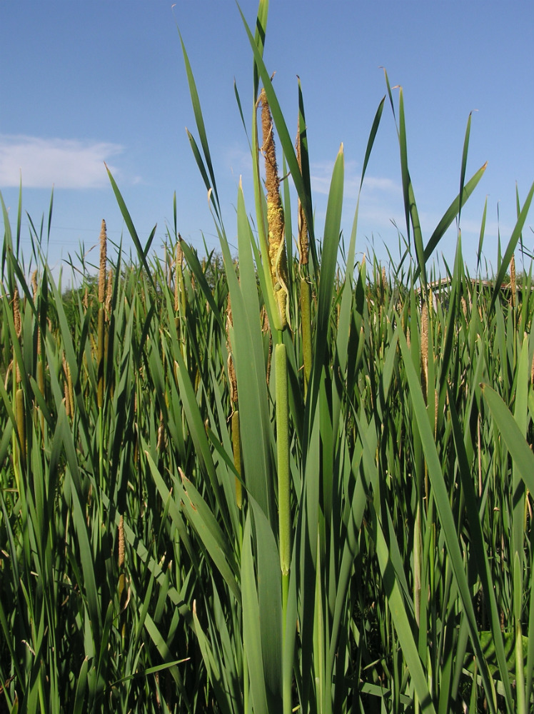 Изображение особи Typha &times; glauca.