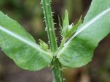Dipsacus fullonum. Молодые побеги в пазухах листьев. Германия, г. Дюссельдорф, Ботанический сад университета. 14.08.2013.