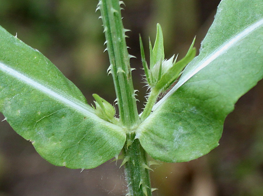 Image of Dipsacus fullonum specimen.