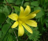 Hemerocallis lilio-asphodelus