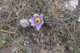 Pulsatilla taurica. Цветущее растение. Крым, Ай-Петринская яйла. 06.05.2007.